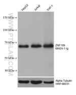 ZNF189 Antibody in Western Blot (WB)
