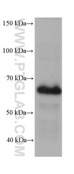 ZNF189 Antibody in Western Blot (WB)