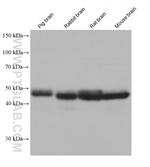 ATP6V1H Antibody in Western Blot (WB)