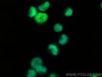 ARID3A Antibody in Immunocytochemistry (ICC/IF)