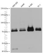 ARID3A Antibody in Western Blot (WB)