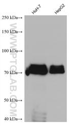 ARID3A Antibody in Western Blot (WB)