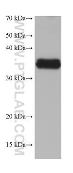 STX4 Antibody in Western Blot (WB)