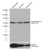 Synaptotagmin-9 Antibody in Western Blot (WB)