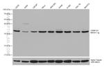 CSNK1A1 Antibody in Western Blot (WB)