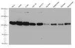CNOT3 Antibody in Western Blot (WB)