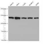 HDAC5 Antibody in Western Blot (WB)