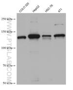 HDAC5 Antibody in Western Blot (WB)