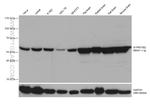 ATP6V1B2 Antibody in Western Blot (WB)
