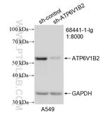 ATP6V1B2 Antibody in Western Blot (WB)