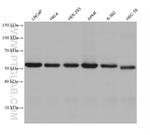 VPS4B Antibody in Western Blot (WB)