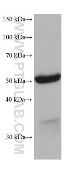 VPS4B Antibody in Western Blot (WB)