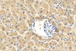 ULK1 Antibody in Immunohistochemistry (Paraffin) (IHC (P))