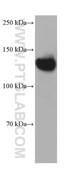 ULK1 Antibody in Western Blot (WB)