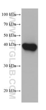 FBP1 Antibody in Western Blot (WB)