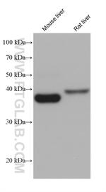 FBP1 Antibody in Western Blot (WB)