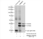 HNRNPC Antibody in Immunoprecipitation (IP)