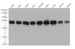 HNRNPC Antibody in Western Blot (WB)