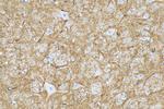 Aquaporin 4 Antibody in Immunohistochemistry (Paraffin) (IHC (P))