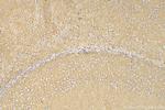 Aquaporin 4 Antibody in Immunohistochemistry (Paraffin) (IHC (P))