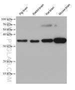 Aquaporin 4 Antibody in Western Blot (WB)