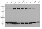 CUX1 Antibody in Western Blot (WB)