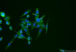 OTUD6B Antibody in Immunocytochemistry (ICC/IF)