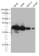 GIMAP7 Antibody in Western Blot (WB)
