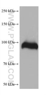FBLN1 Antibody in Western Blot (WB)