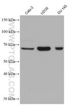 DDX43 Antibody in Western Blot (WB)
