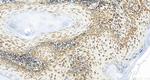 SQRDL Antibody in Immunohistochemistry (Paraffin) (IHC (P))