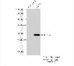 SQRDL Antibody in Immunoprecipitation (IP)