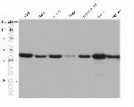 SQRDL Antibody in Western Blot (WB)