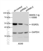 SQRDL Antibody in Western Blot (WB)