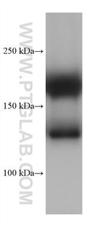 MYH6 Antibody in Western Blot (WB)