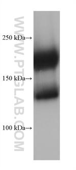 MYH6 Antibody in Western Blot (WB)