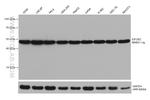 EIF2S2 Antibody in Western Blot (WB)