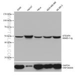STEAP4 Antibody in Western Blot (WB)