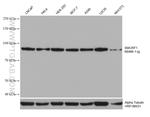 SMURF1 Antibody in Western Blot (WB)