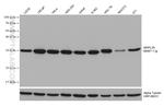 MRPL28 Antibody in Western Blot (WB)