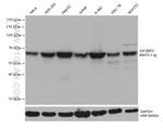 IGF2BP3 Antibody in Western Blot (WB)
