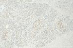 MAOA Antibody in Immunohistochemistry (Paraffin) (IHC (P))