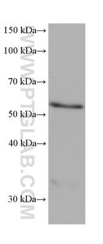 MAOA Antibody in Western Blot (WB)