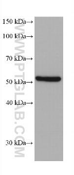 MAOA Antibody in Western Blot (WB)