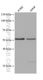 MAOA Antibody in Western Blot (WB)