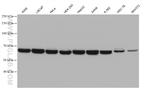 Lamin B2 Antibody in Western Blot (WB)