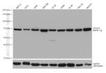 LPCAT2 Antibody in Western Blot (WB)