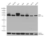 EBP2 Antibody in Western Blot (WB)