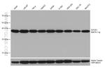 EIF2S1 Antibody in Western Blot (WB)