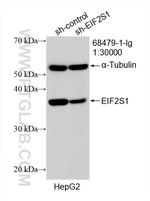 EIF2S1 Antibody in Western Blot (WB)